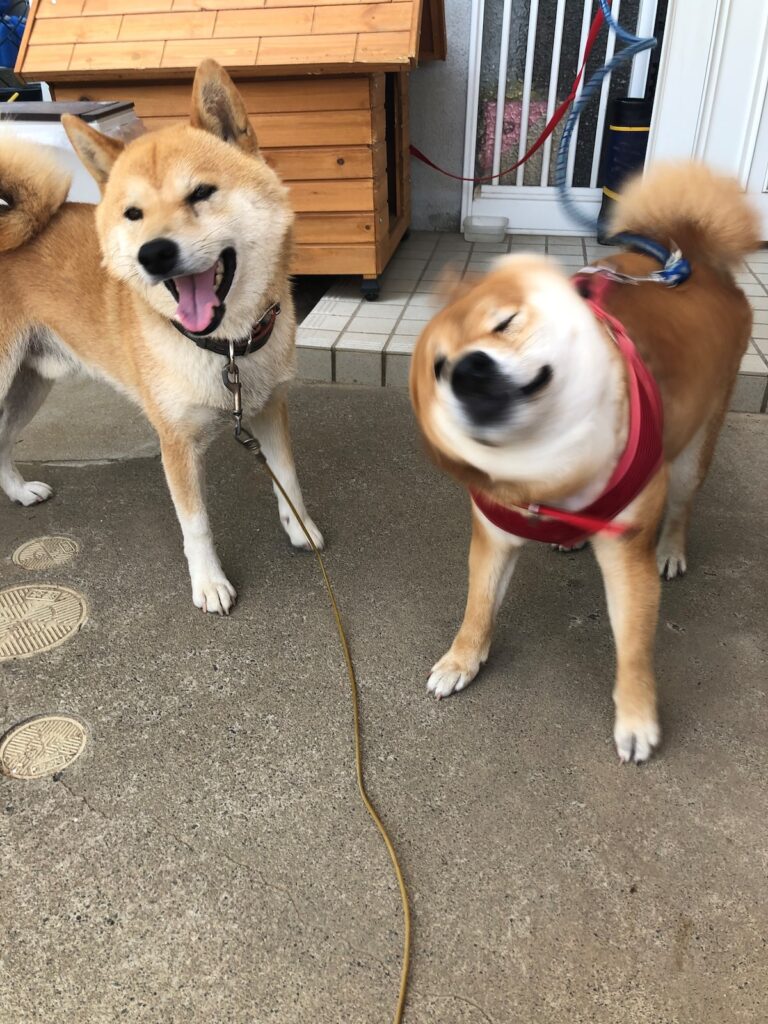 愛犬家住宅コーディネーター